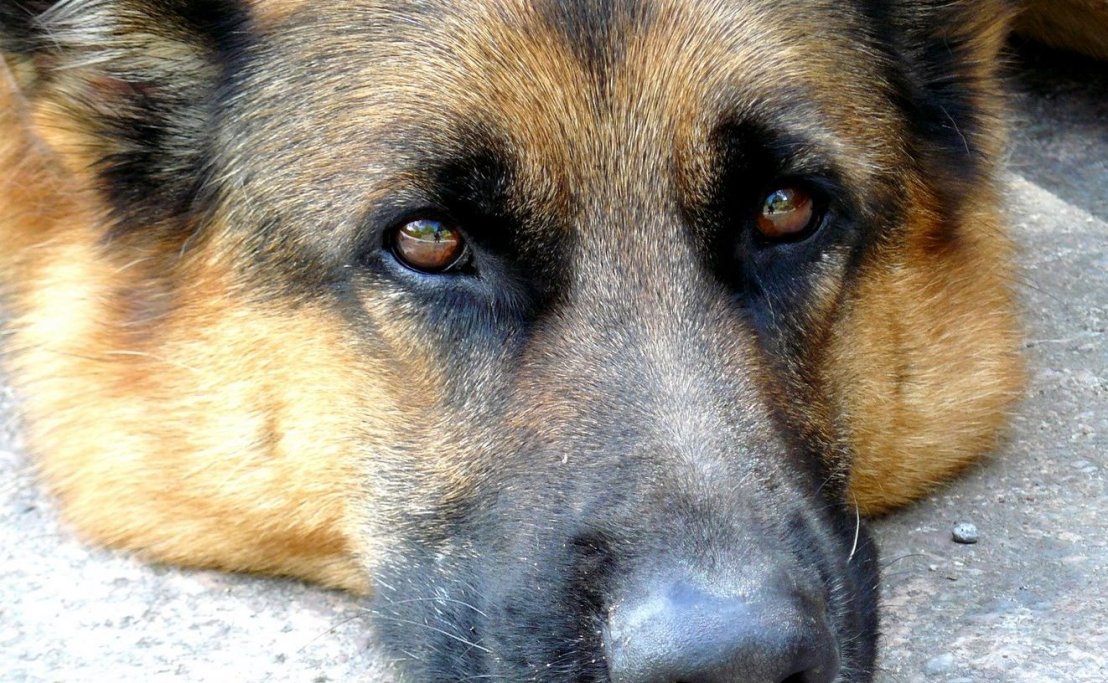 Pharaoh - just being a dog!