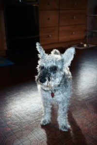 Dauber In memory of Dauber.