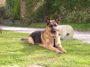 P1010011 Pharaoh resting on an English lawn