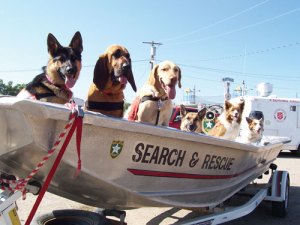Rescue dogs