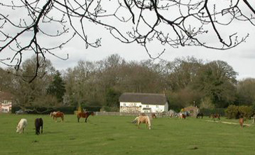 Woodgreen Common, Hampshire, England