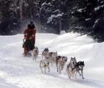 Dog_Sledding