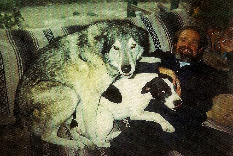 Luna, the wild wolf, taken in 2006.