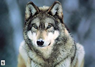gray_wolf_montana