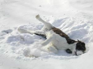 CanineSnowAngel