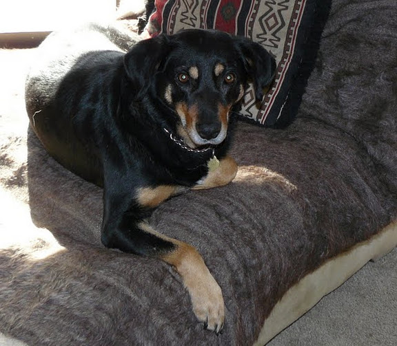 Hazel - January, 2012.