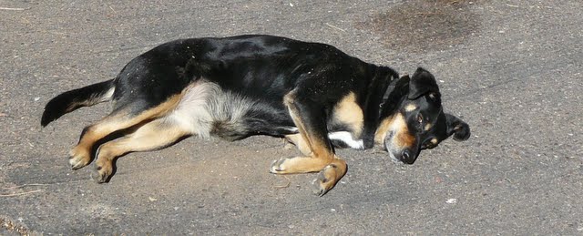 The purity of a dog's heart!