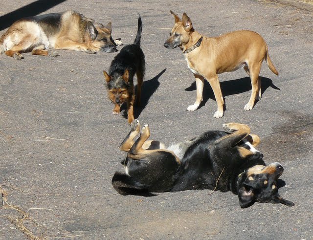 Pharaoh, and Hazel, Dhalia and little Sweeny. January, 2012.