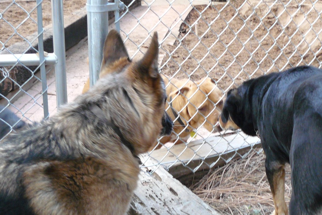 Pharaoh and Hazel saying 'Hi' through the fence to Kaycee. February, 2012.