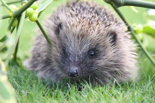 out and about in soft release on a summers evening
