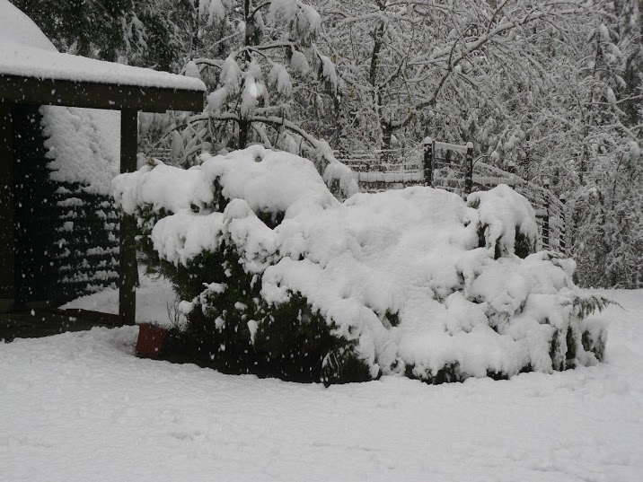 snow1