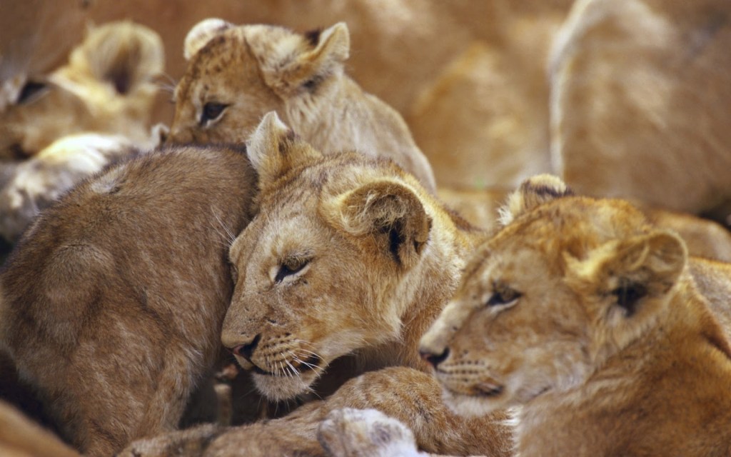 african lions