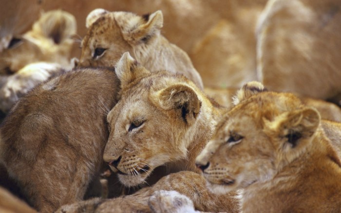 african lions