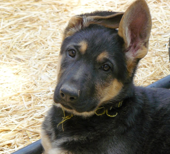 Cleo, just 71 days old.