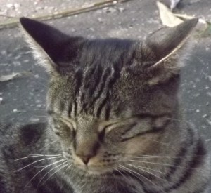 The truth of being a cat is relative only to this cat.