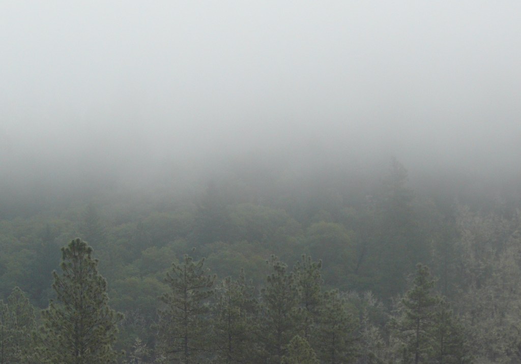 Early morning mist, Merlin, Oregon