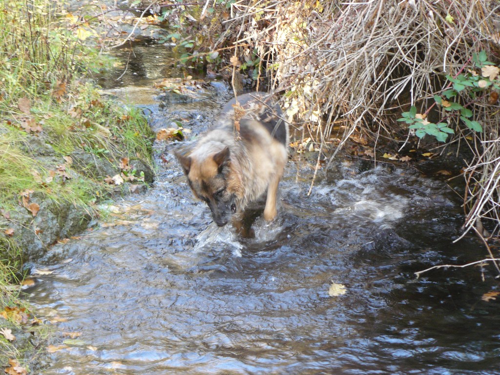 Pharaoh checking out our creek.