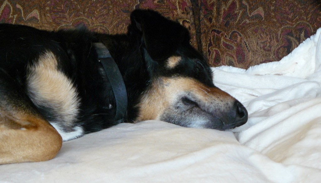 Hazel doing what she did so well - sleeping. April, 2013.