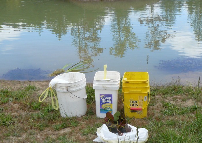 Koi and water lily ready for the launch.