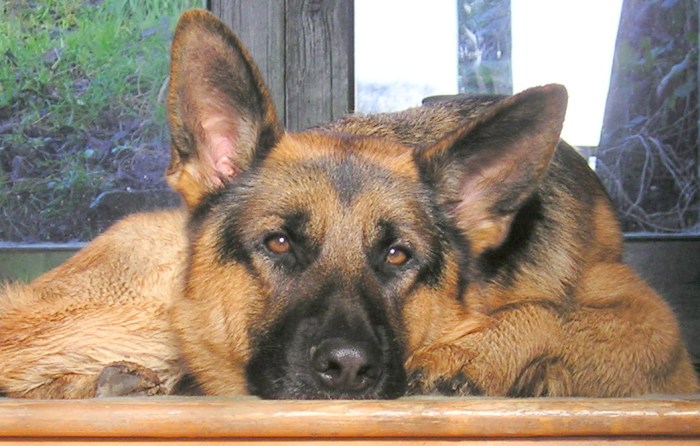 Pharaoh, nine months old.