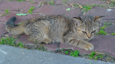 In memory of our little Kitten, “adik”….