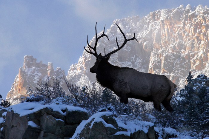 Bull Elk on top of the World.