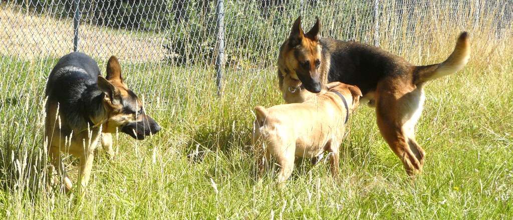 Hello! My name is Duke.  Do I smell OK? Mr. Casey?