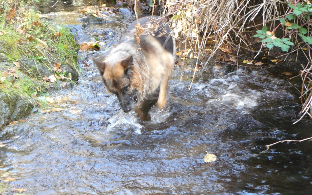 Pharaoh enjoying Bummer Creek.