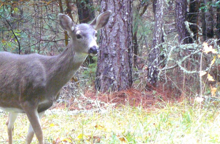 Deer very cautiously meets new humans on the block!
