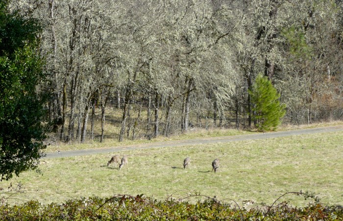 Wild deer feeding on the grass.