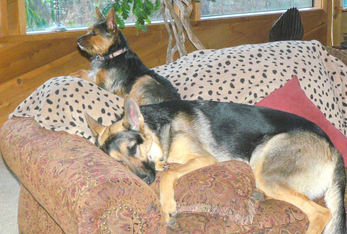 Cleo and Sweeny - just chilling out!