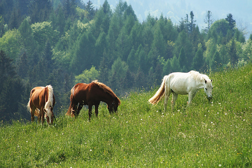 517715084_11c50b598b