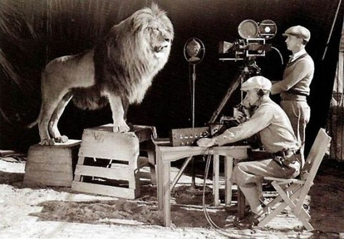 Recording the MGM Lion.
