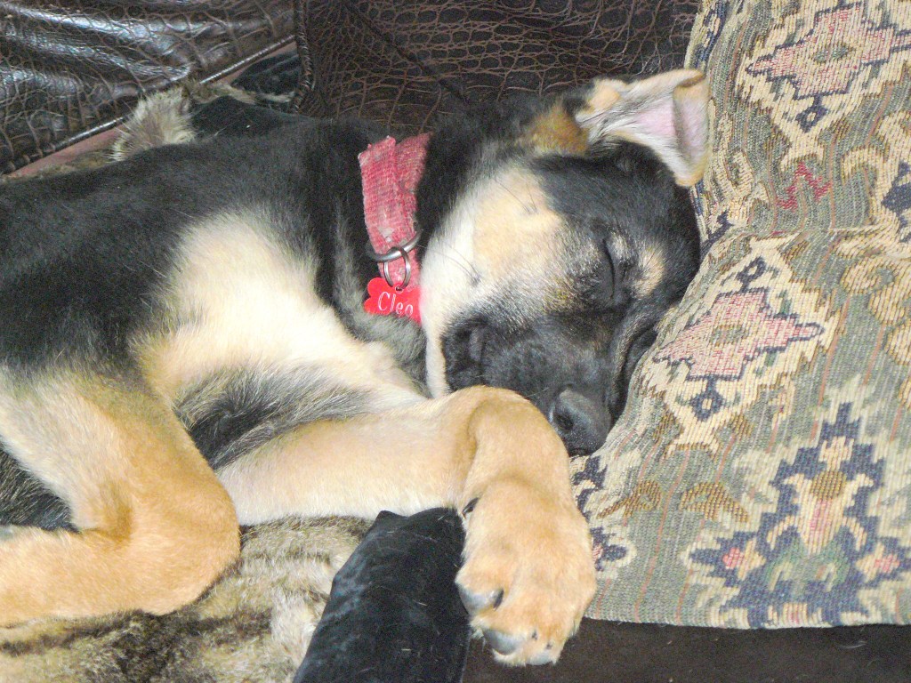 Cleo dealing with stress!