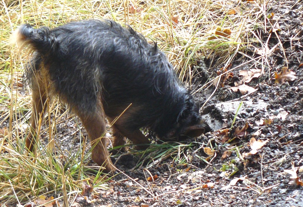Sweeny digging in the ground after yesterday's heavy rain!