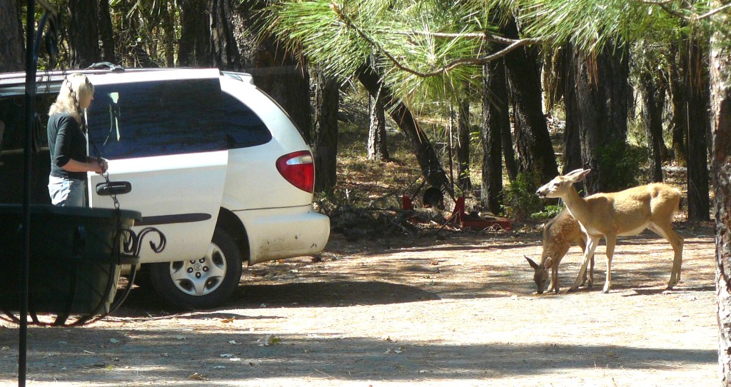 Trust between deer and Jean.