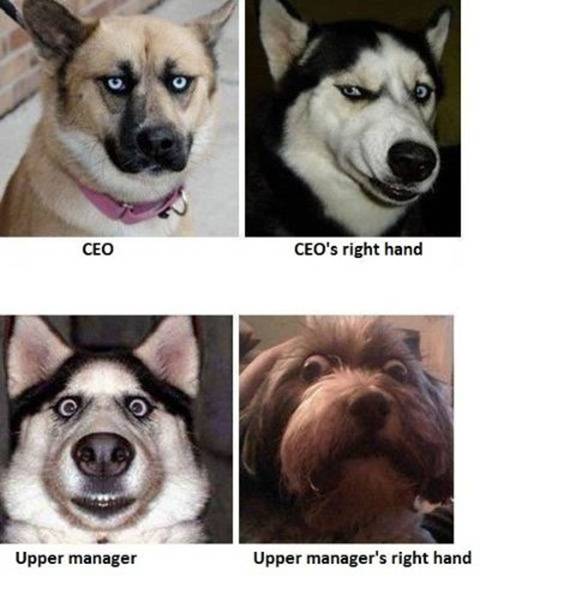 officedogs1