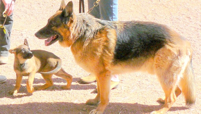 Dogs and man should never be alone.