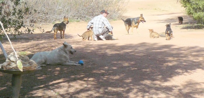 I'll say it again! Dogs, and man, should never be alone!