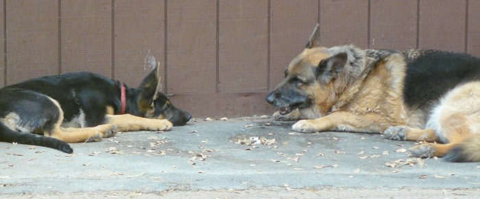 Pharaoh being a monitor for young Cleo.