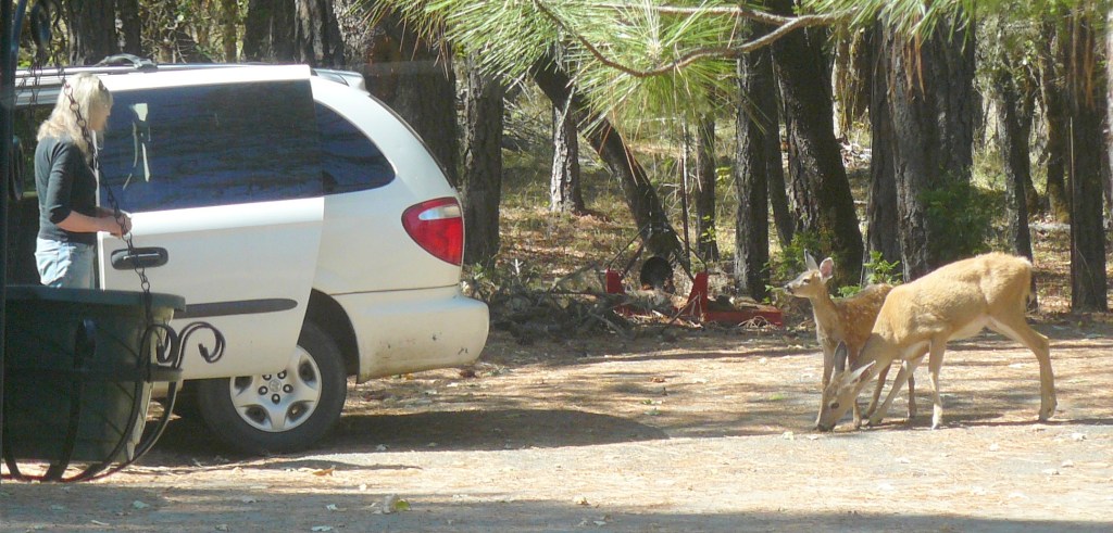 A mother and her fawn trusting Jean's love for them, and getting a good feed!