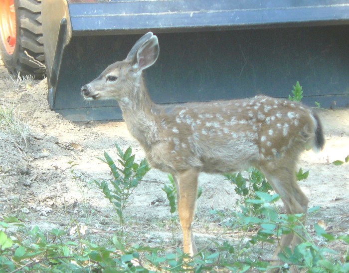 A young timid deer responding to me sitting quietly on the ground.