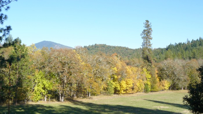 Autumn colours on the trees along our Northern boundary.  Mt. Sexton in the distance.