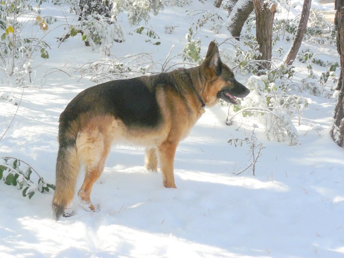 Christmas wishes from Pharaoh and the rest of the gang.