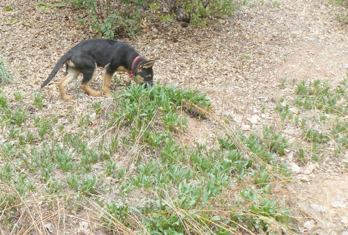 Photograph taken 25th April, 2012.