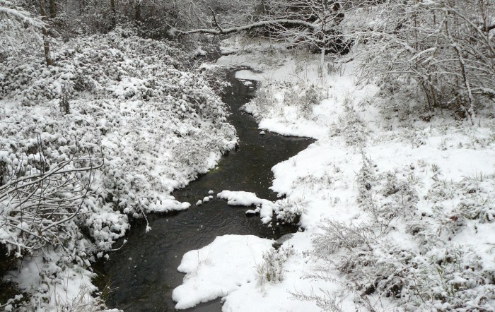 Bummer Creek, looking downstream.