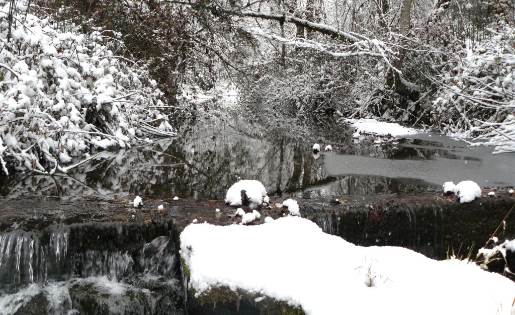 Bummer Creek, looking upstream from just above the flood irrigation dam.