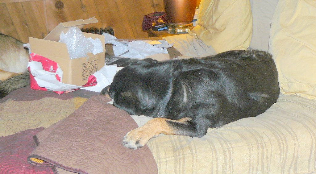 Hazel being very slow to get off the bed!