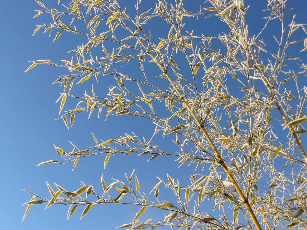 Frost on a bamboo tree.