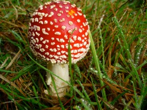 Amanita muscaria photo © Michael Wood